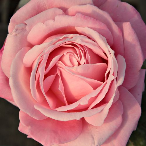 Rosa Kós Károly emléke - rosa de fragancia discreta - Árbol de Rosas Híbrido de Té - rosal de pie alto - rosa - Márk Gergely- forma de corona de tallo recto - Rosal de árbol con forma de flor típico de las rosas de corte clásico.